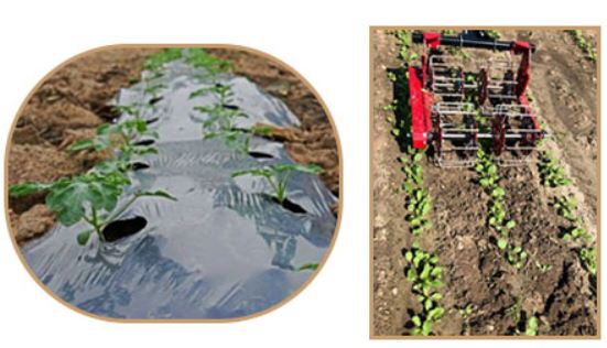 Chana OR0001 – Crops